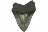 Fossil Megalodon Tooth - South Carolina #204607-1